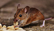 24 Hour & Emergency Exterminators in Pipestem, WV